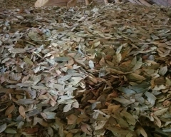 Other Bay leaf for sale in East Khasi Hills