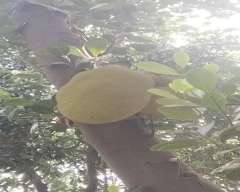 Normal Jackfruit for sale in Kannauj