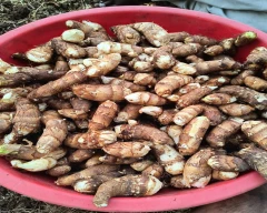Normal Colocasia for sale in Sagar