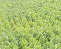 Normal Coriander for sale in Karnal