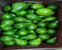 Normal Avocado for sale in Wayanad