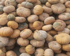 Red Pumpkin for sale in Darrang