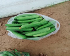Normal Cucumber for sale in Sikar