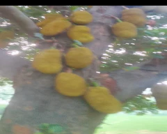 Normal Jackfruit for sale in Bareilly