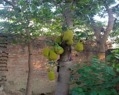 Normal Jackfruit for sale in Pratapgarh