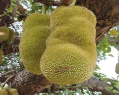 Other Jackfruit for sale in Farrukhabad