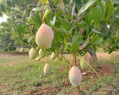 Totapuri Mango for sale in Kolar