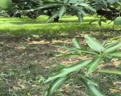 Dashehari Mango for sale in Saharanpur