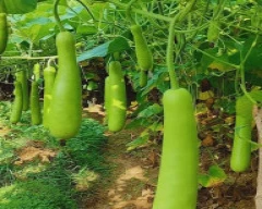 Normal Bottle Gourd for sale in Pilibhit