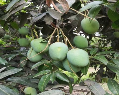 Powder Mango for sale in Rampur