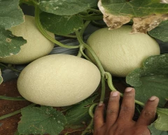 Hybrid Muskmelon for sale in South Delhi