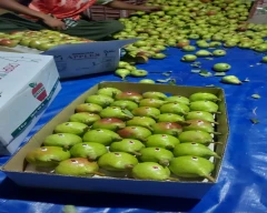 Other Pear for sale in Shimla