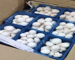 Button Mushroom for sale in New Delhi