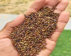 Seed Dhaincha for sale in Tonk