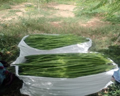 B Grade Quality Drumstick for sale in Ariyalur