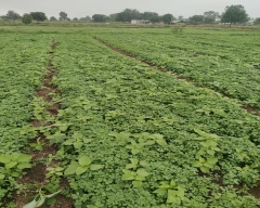 Normal Fenugreek Leaves for sale in Nashik