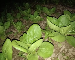 Normal Bay leaf for sale in Solan