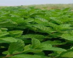 Normal Mint Leaves for sale in Chikkamagaluru