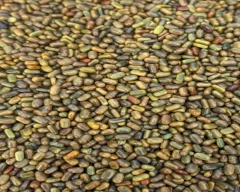 Seed Dhaincha for sale in Bharatpur