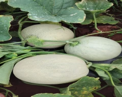Hybrid Muskmelon for sale in Nandyal