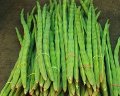 B Grade Quality Drumstick for sale in Hassan