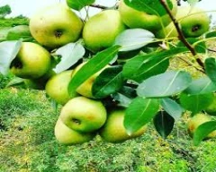 Normal Pear for sale in Shamli