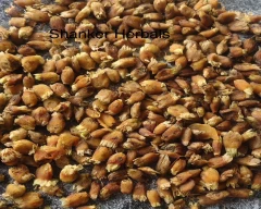 Flowers Mahua for sale in Raipur