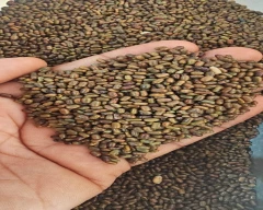Seed Dhaincha for sale in Gautam Buddha Nagar