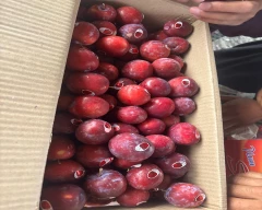 Fresh Plum for sale in Baramulla