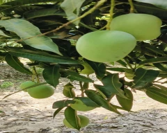 Dashehari Mango for sale in Saharanpur