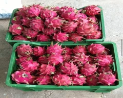 Red Dragon Fruit for sale in Vijayapura