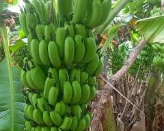 G-9 Banana for sale in Nanded