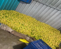 A Grade Quality Lemon for sale in Ahmednagar