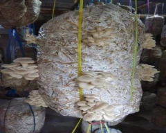Oyster Mushroom for sale in Surat