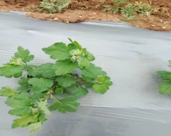 Normal Coriander Leaves for sale in Kolar