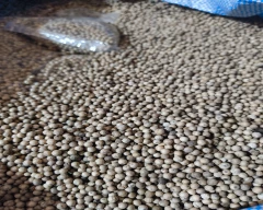 B Grade Quality White Pepper for sale in Salem