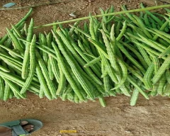 PKM-2 Drumstick for sale in Rewari