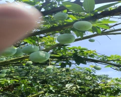 Dashehari Mango for sale in Saharanpur