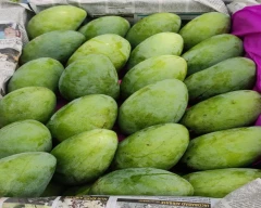 Other Mango for sale in Bijnor