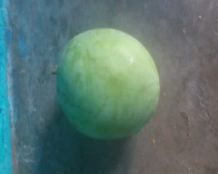 Normal Mango for sale in Saharanpur