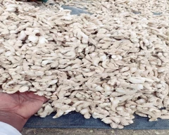 Normal Dried Ginger for sale in Aurangabad