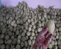 Normal Pear for sale in Shimla