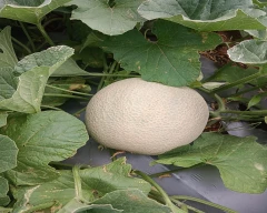 Other Muskmelon for sale in Anantapur
