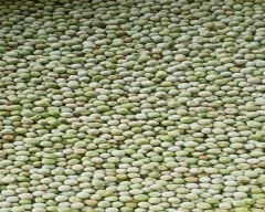 Dried green Green Peas for sale in Damoh