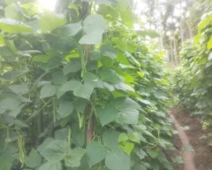 Normal French beans for sale in Shivamogga