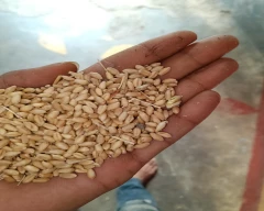 Normal Barley for sale in Mahoba