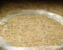 Indian Masoor for sale in Guna