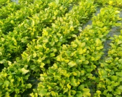 Normal Spinach for sale in Bareilly