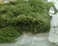 Normal French beans for sale in South West Delhi