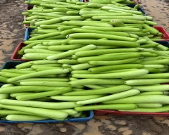 Normal Bottle Gourd for sale in Durg